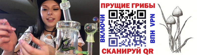 мега tor  купить  цена  Малгобек  Псилоцибиновые грибы Cubensis 