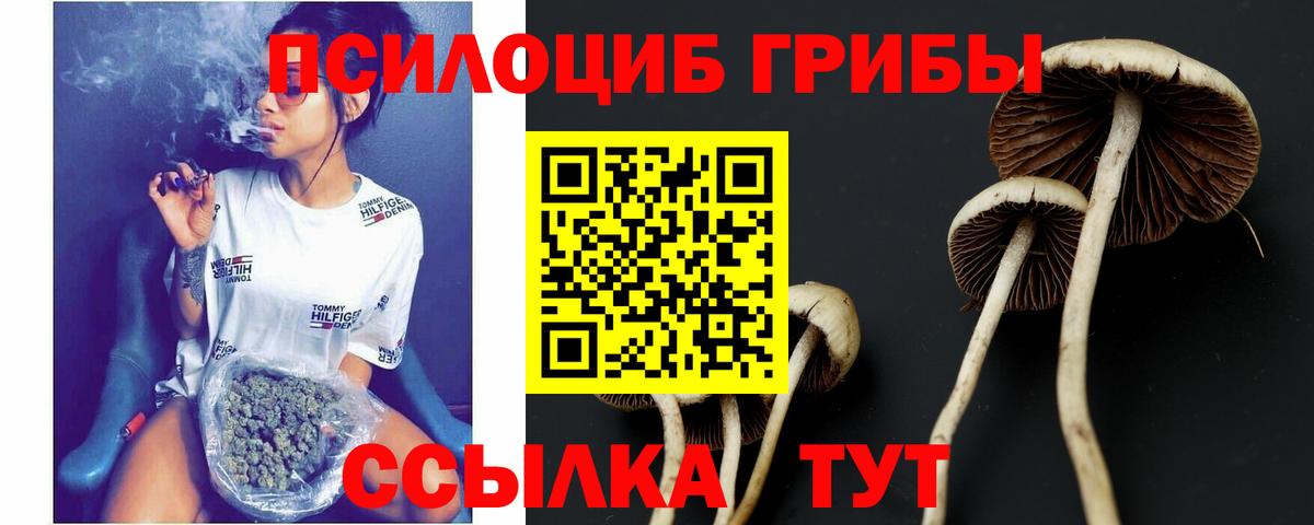 Псилоцибиновые грибы Psilocybe Малгобек